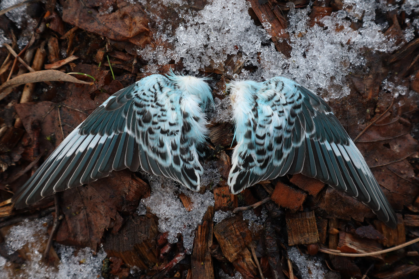 Reserved For Sammy - Dry Preserved Parakeet Wings