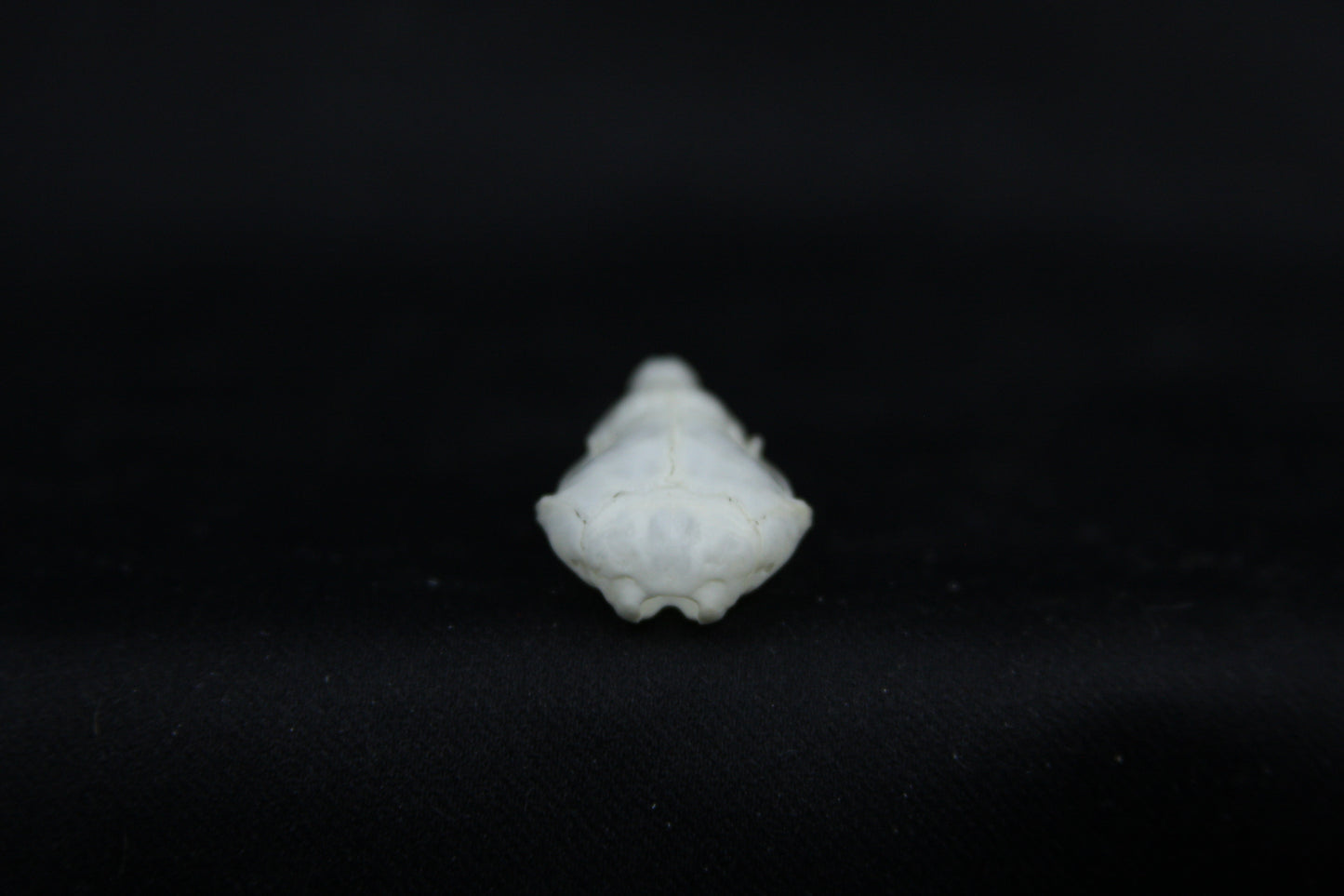 Mole Skull