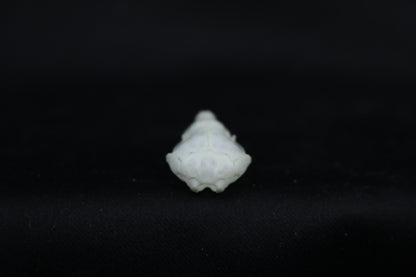 Mole Skull