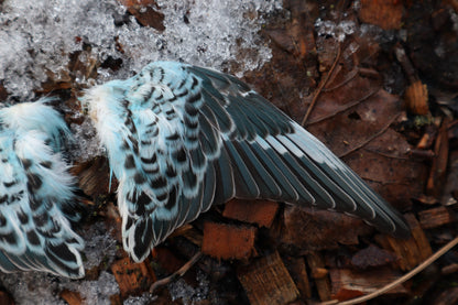 Reserved For Sammy - Dry Preserved Parakeet Wings