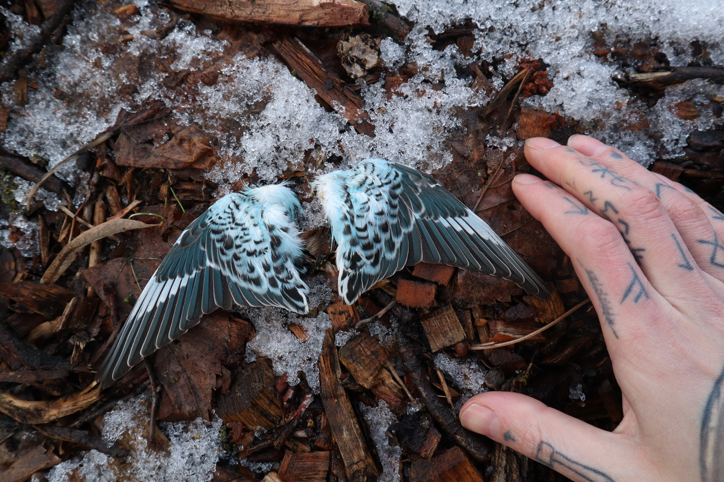 Reserved For Sammy - Dry Preserved Parakeet Wings