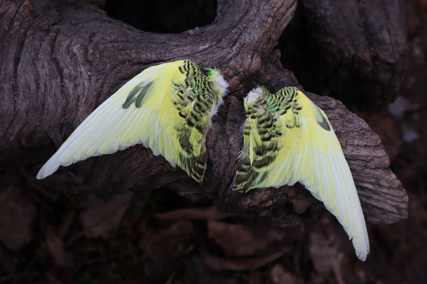 Reserved for Jessica - Parakeet Skull and Dry Preserved Parakeet Wings
