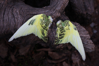 Reserved for Jessica - Parakeet Skull and Dry Preserved Parakeet Wings