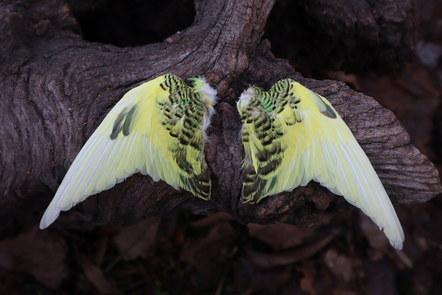 Reserved for Jessica - Parakeet Skull and Dry Preserved Parakeet Wings