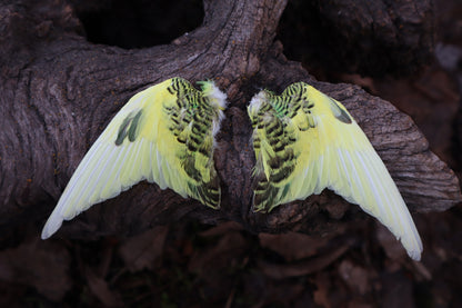 Reserved for Jessica - Parakeet Skull and Dry Preserved Parakeet Wings