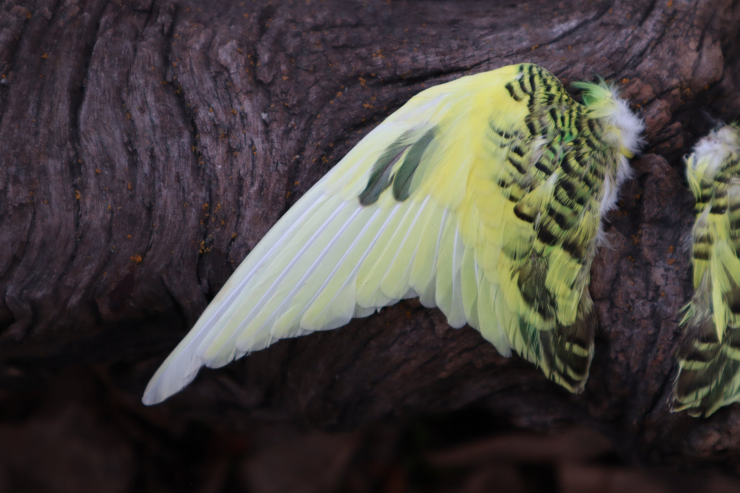 Reserved for Jessica - Parakeet Skull and Dry Preserved Parakeet Wings