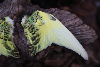 Reserved for Jessica - Parakeet Skull and Dry Preserved Parakeet Wings