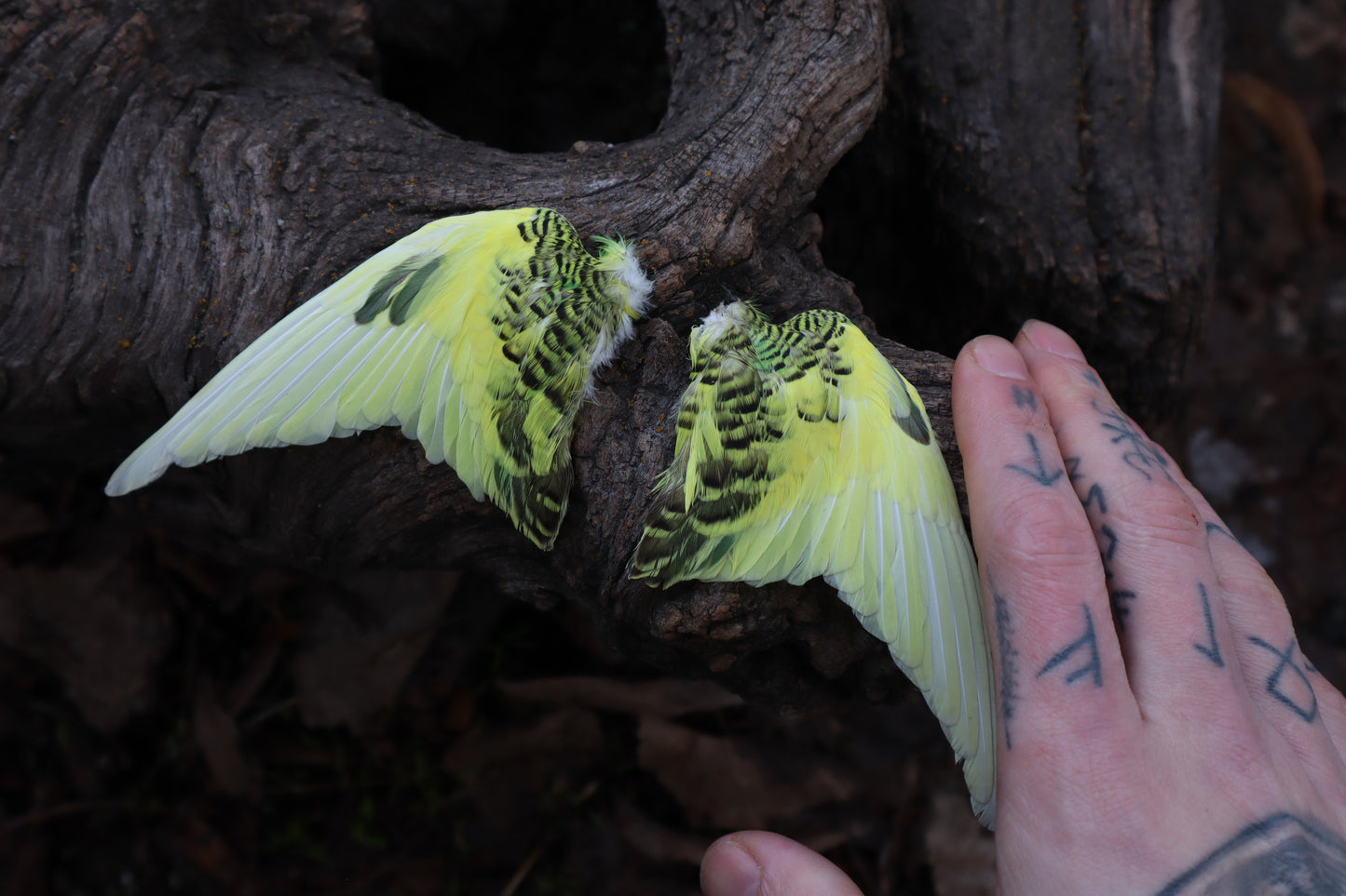Reserved for Jessica - Parakeet Skull and Dry Preserved Parakeet Wings