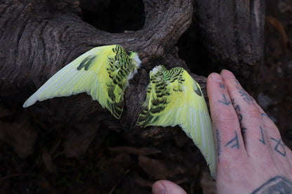 Reserved for Jessica - Parakeet Skull and Dry Preserved Parakeet Wings