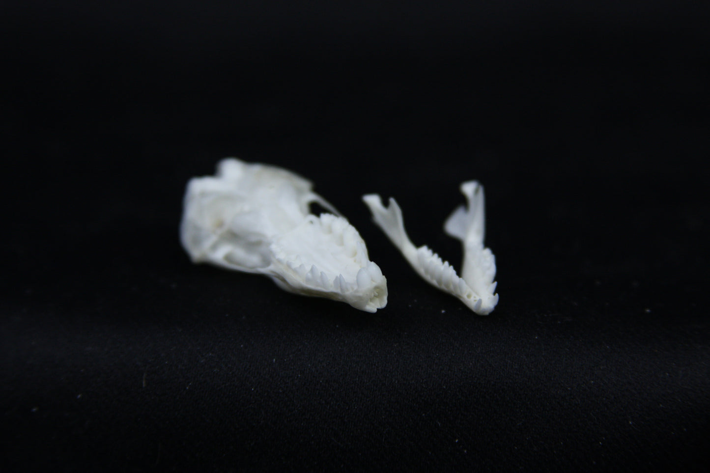Mole Skull
