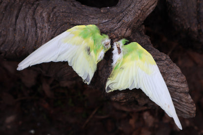 Reserved for Jessica - Parakeet Skull and Dry Preserved Parakeet Wings