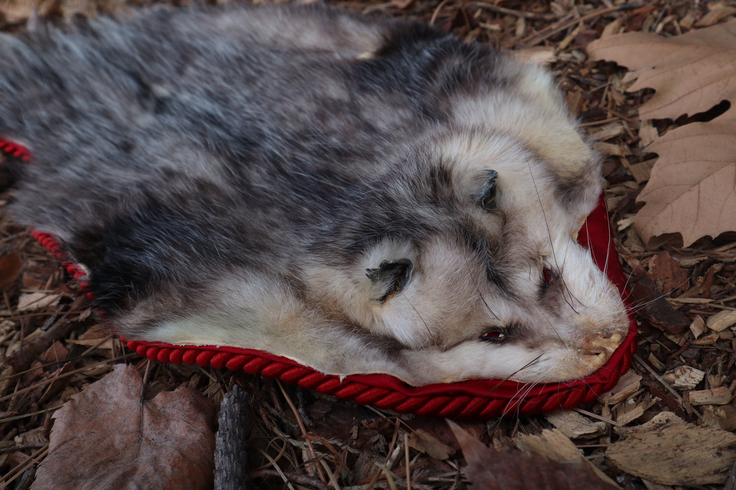 Opossum Altar Topper
