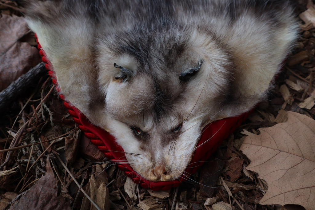 Opossum Altar Topper