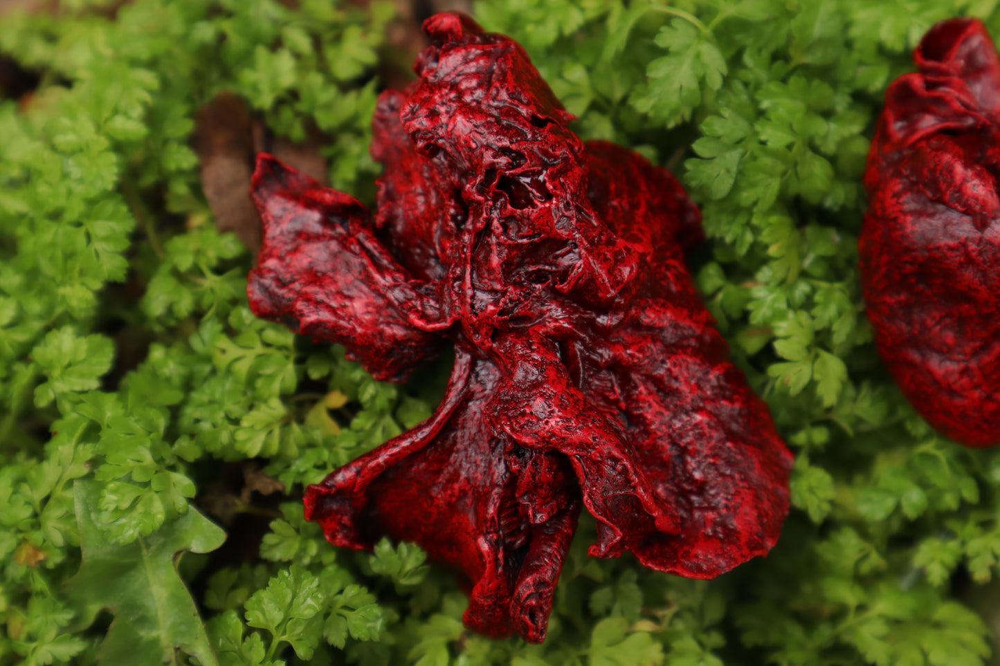 Dry Preserved Ground Hog Heart and Lungs