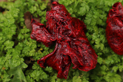 Dry Preserved Ground Hog Heart and Lungs