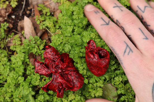 Dry Preserved Ground Hog Heart and Lungs