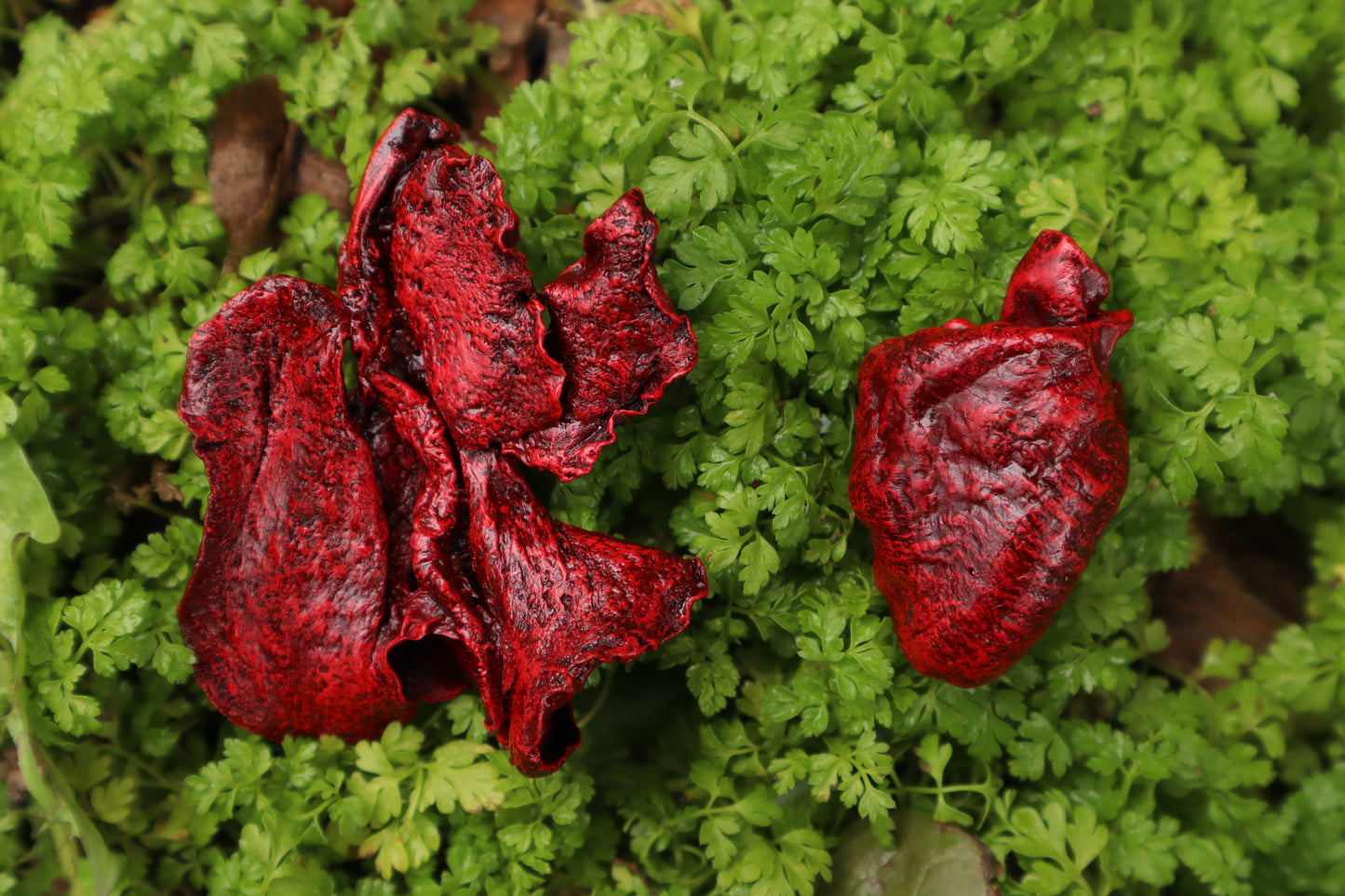 Dry Preserved Ground Hog Heart and Lungs