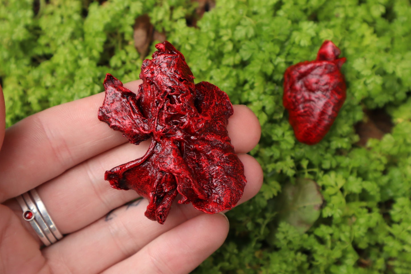 Dry Preserved Ground Hog Heart and Lungs