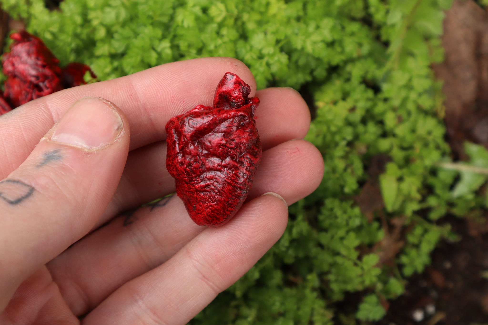 Dry Preserved Ground Hog Heart and Lungs
