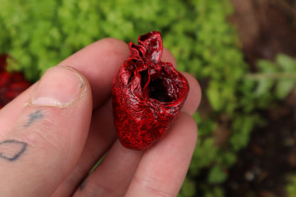 Dry Preserved Ground Hog Heart and Lungs