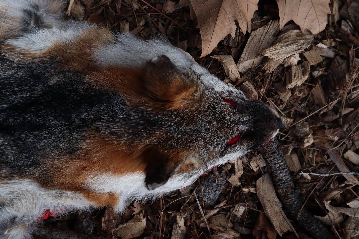 Gray Fox Altar Topper