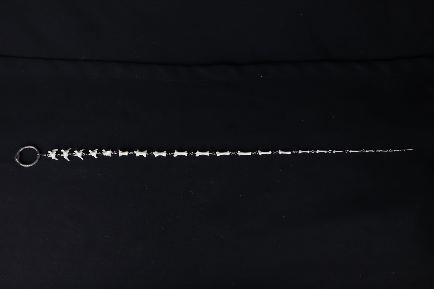 Fluid Domestic Cat Tail Articulation with Ouroboros Ring