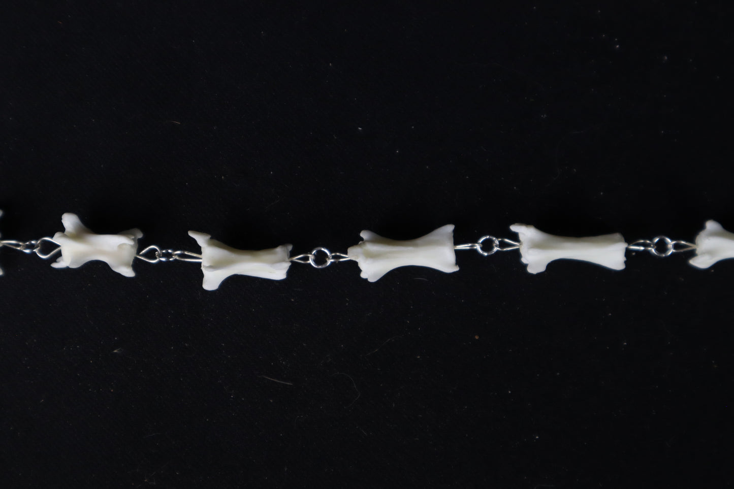 Fluid Domestic Cat Tail Articulation with Ouroboros Ring