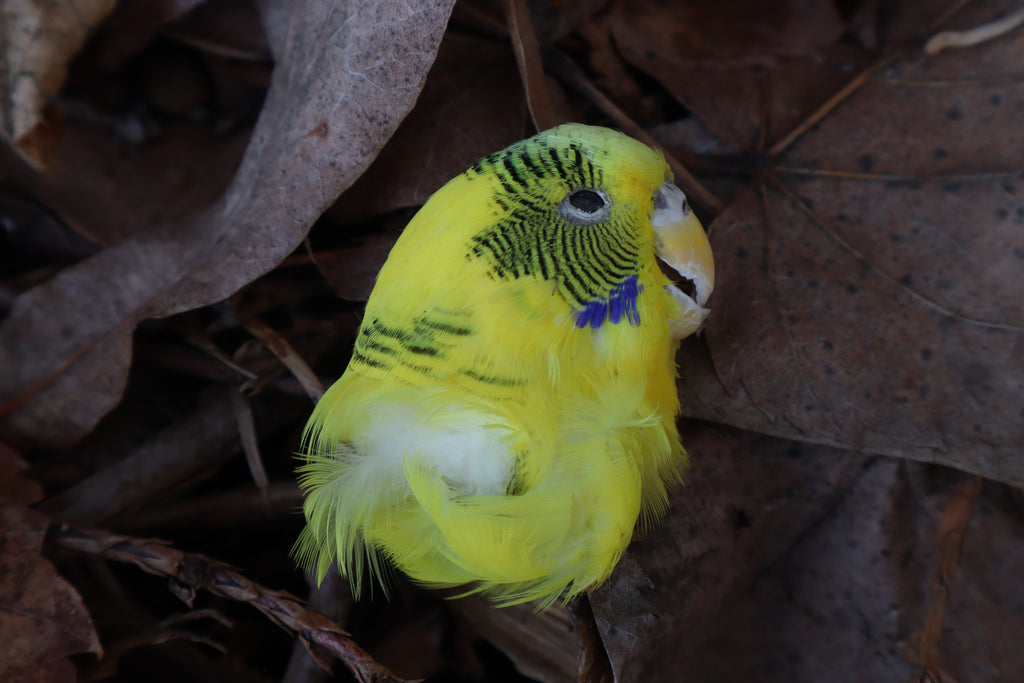 Dry Preserved Parakeet Head
