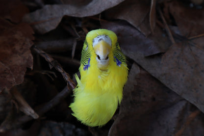 Dry Preserved Parakeet Head