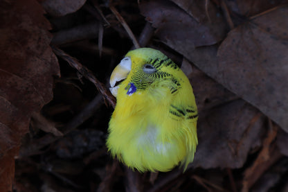 Dry Preserved Parakeet Head