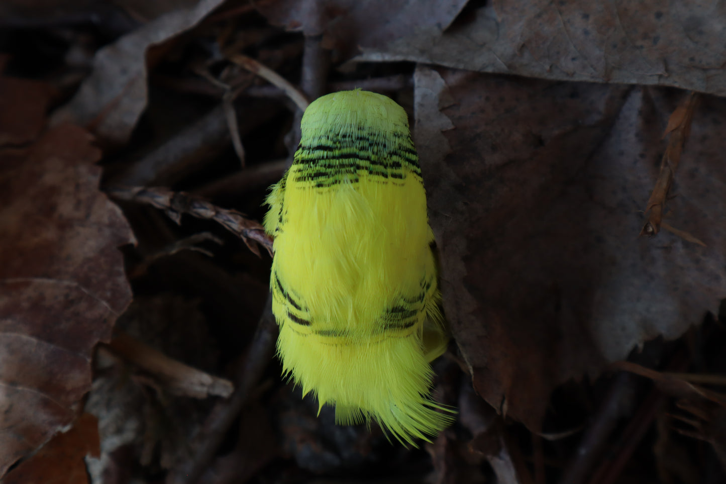 Dry Preserved Parakeet Head
