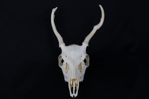 4 Point Whitetail Buck Skull