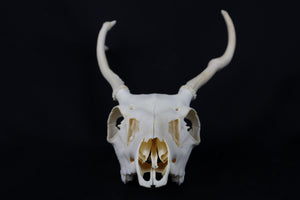 4 Point Whitetail Buck Skull