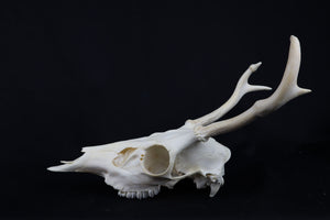 4 Point Whitetail Buck Skull