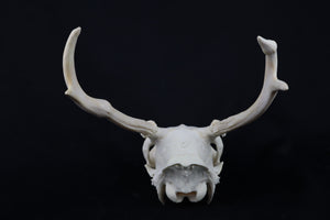 4 Point Whitetail Buck Skull