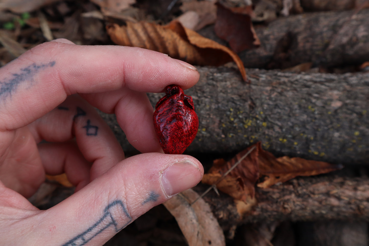 Dry Preserved Rabbit Heart