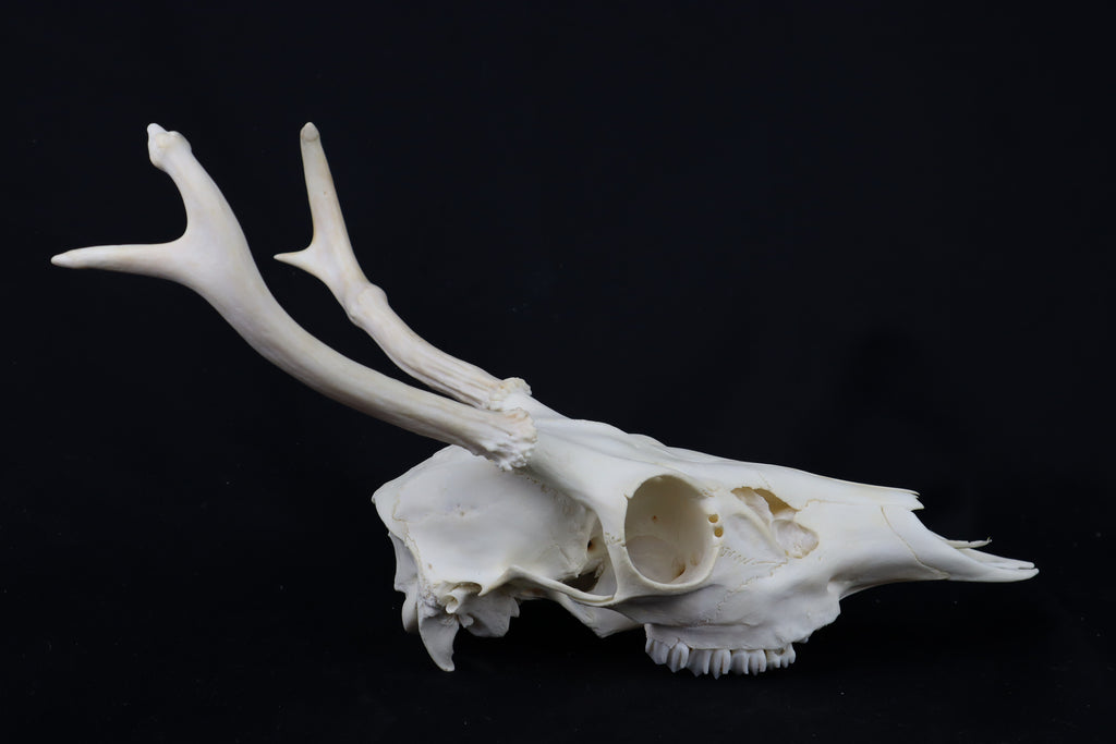 4 Point Whitetail Buck Skull