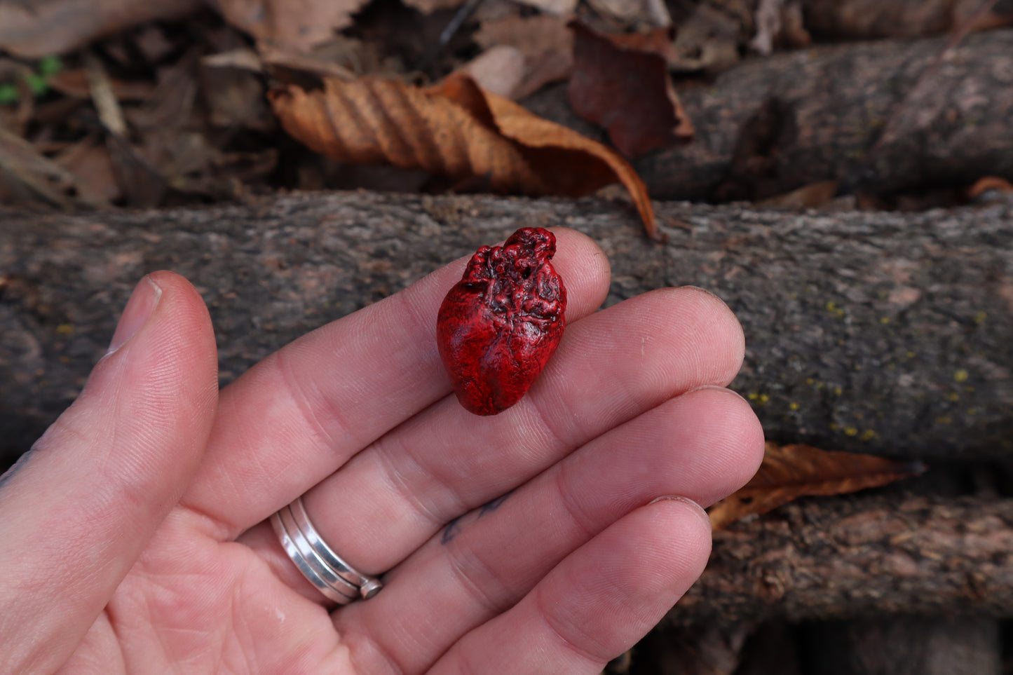 Dry Preserved Rabbit Heart
