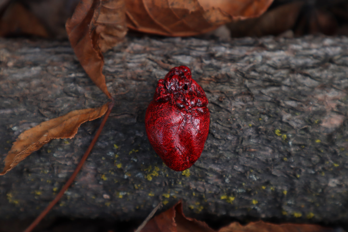 Dry Preserved Rabbit Heart