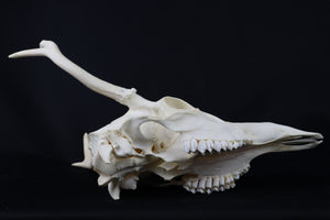 4 Point Whitetail Buck Skull