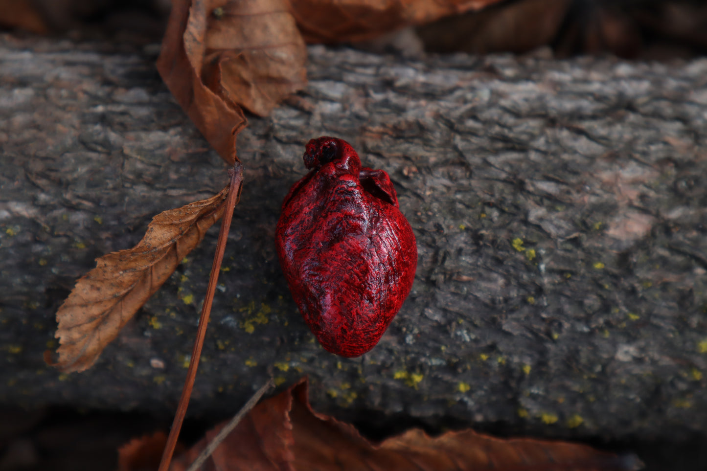 Dry Preserved Rabbit Heart