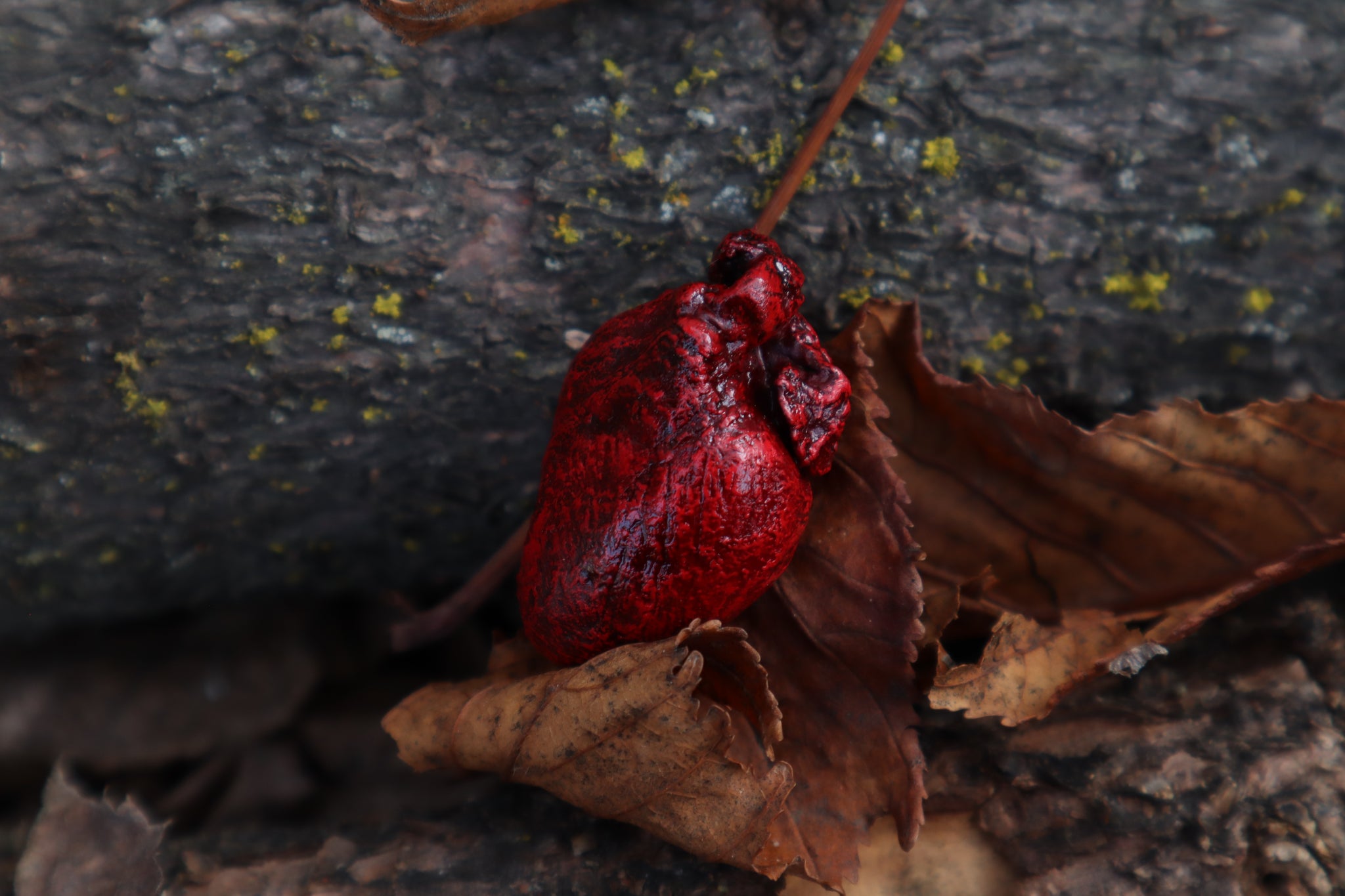 Dry Preserved Rabbit Heart