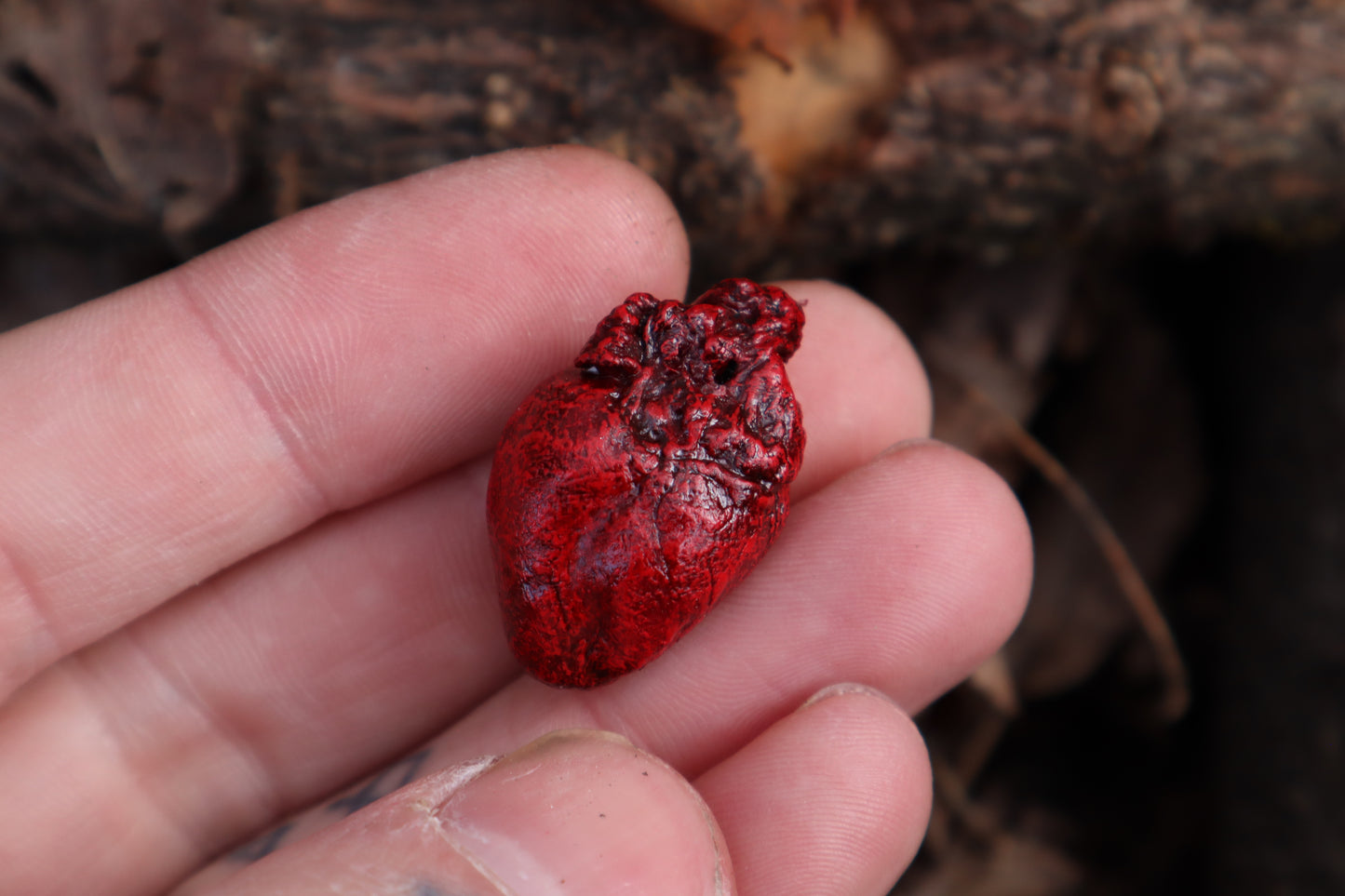 Dry Preserved Rabbit Heart