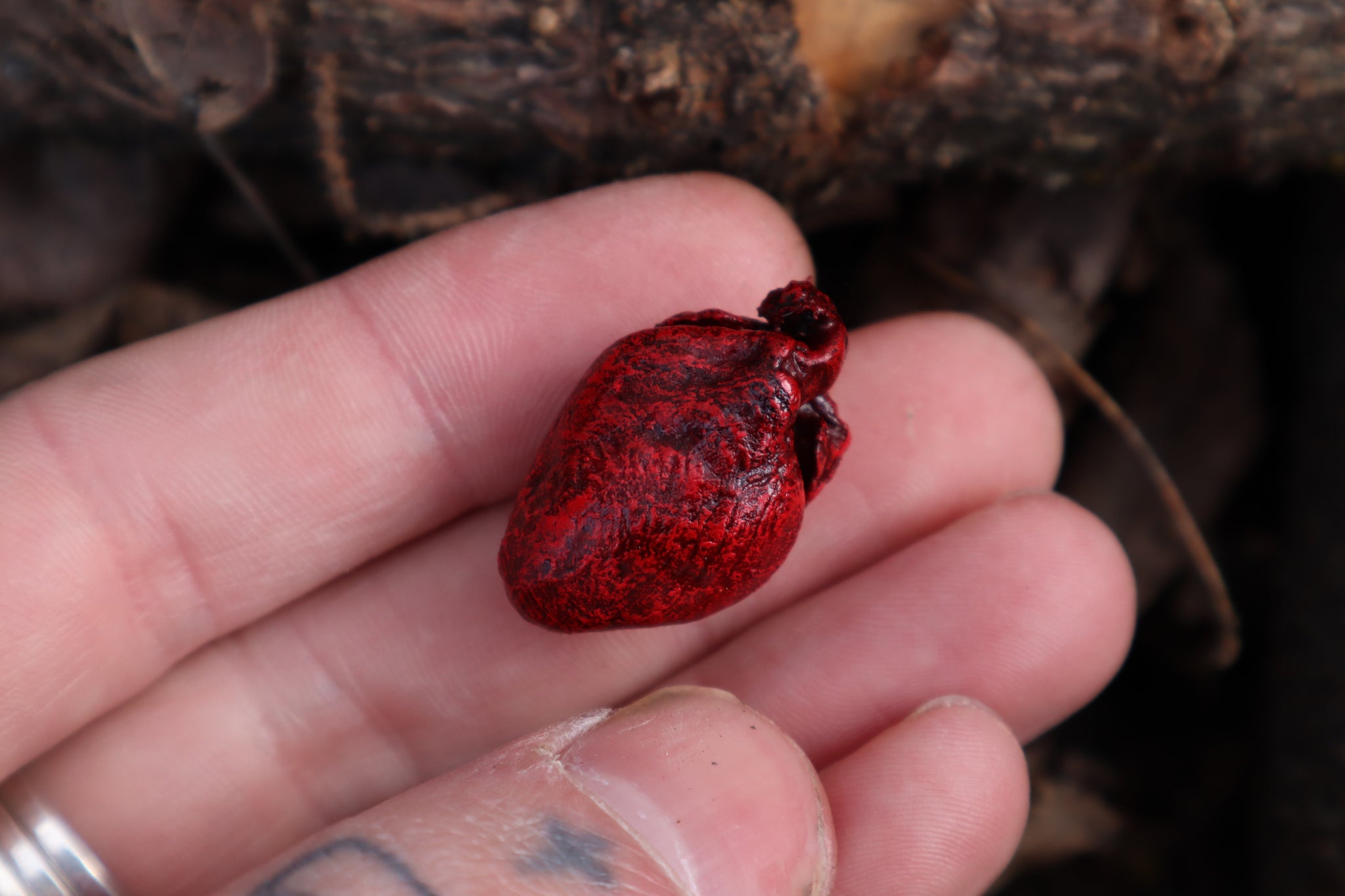 Dry Preserved Rabbit Heart
