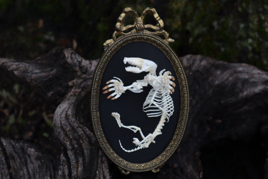 Mole Skeleton Articulation