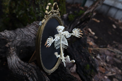 Mole Skeleton Articulation