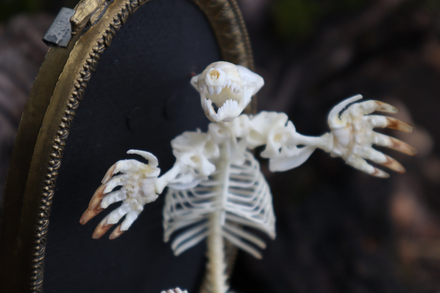 Mole Skeleton Articulation