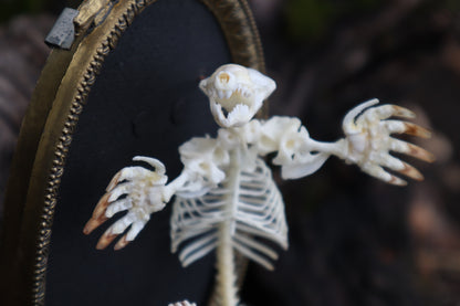 Mole Skeleton Articulation