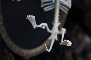 Mole Skeleton Articulation