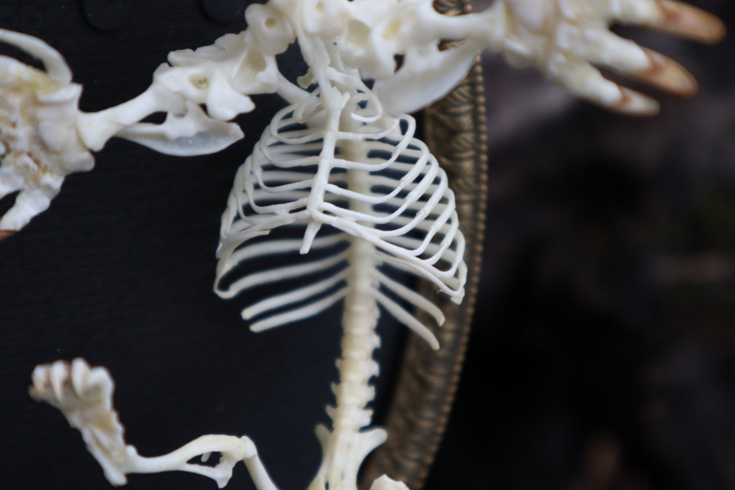 Mole Skeleton Articulation